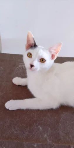 Estou doando essa gatinha