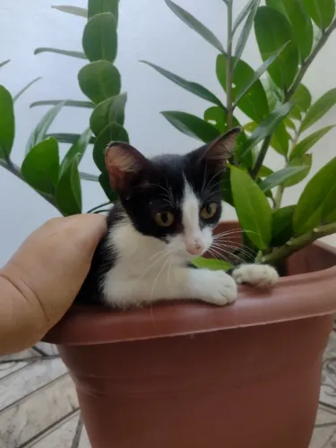 Gato