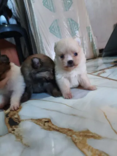  Lulu da Pomerânia Anão 