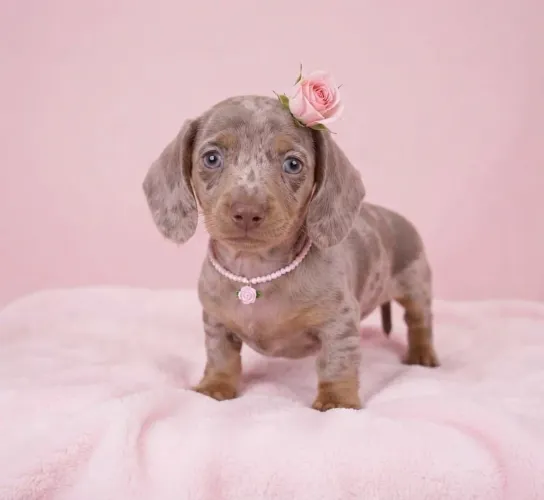Filhotes Dachshund Salsichinhad Basset 