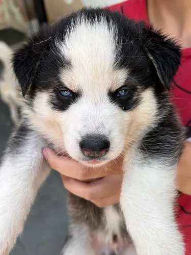 Vendo filhotes Husky Siberiano
