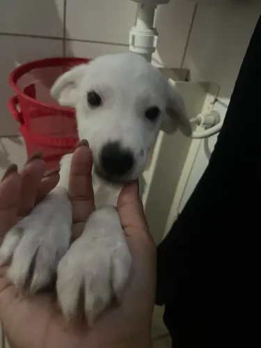 ? PROCURA-SE UM LAR CHEIO DE AMOR! ?