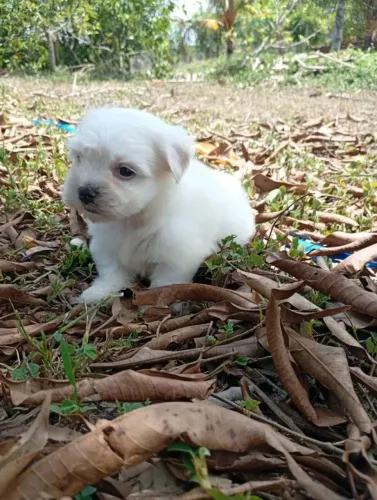 Maltês O pet que vai conquistar sua família