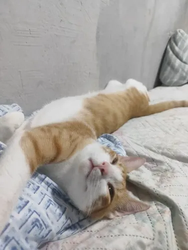 Gato macho para adoção