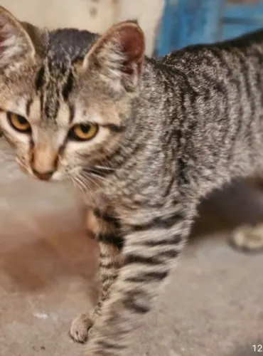 Gata castrada