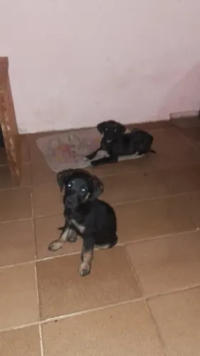 Cadelinhas para adoção com castração garantida