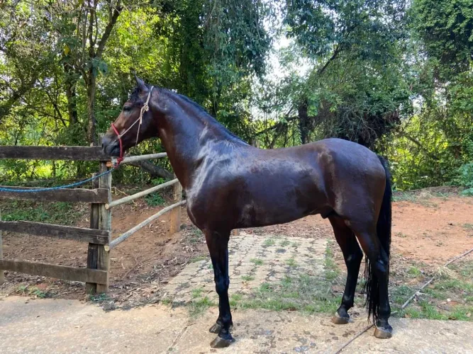 Cavalo garanhão registrado