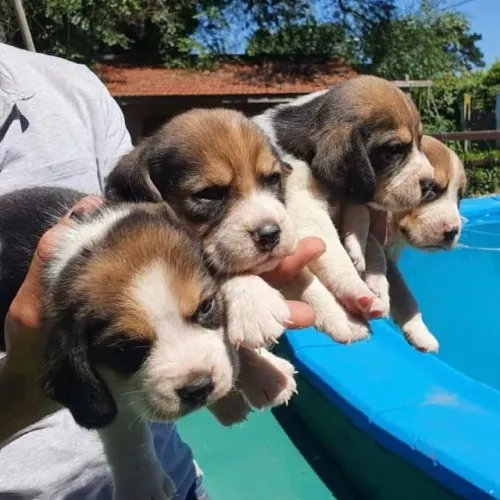 Filhotes de Beagle |Encanto que cresce a cada dia.