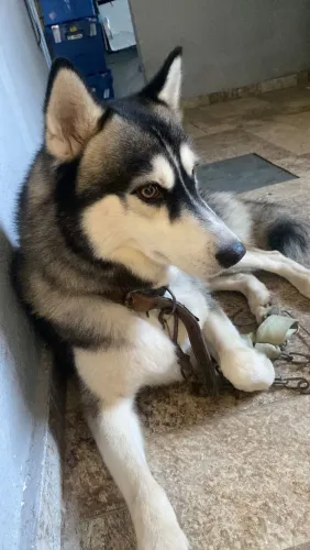 Husky siberiano