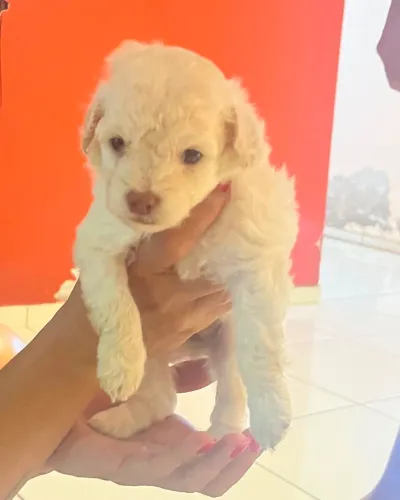 Filhote de Poodle 