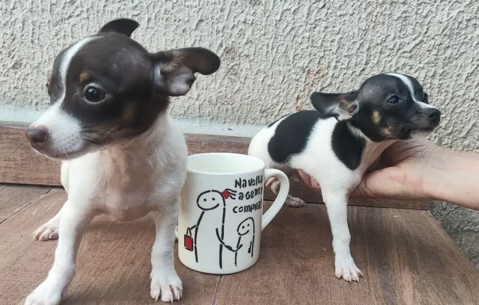 Pinscher