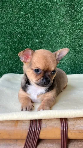 Chihuahua Macho.