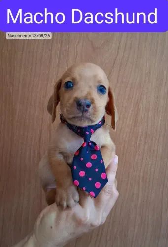 Dachshund Basset salsicha