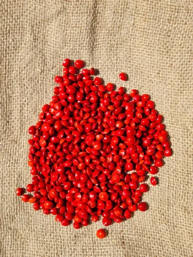 1 KG Pau Brasil Falso ou Tento Carolina (semente vermelho)