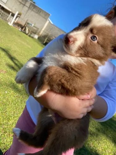 Filhotes Border collie
