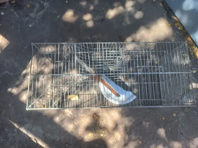 Ratoeira 