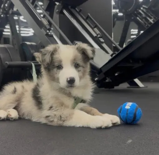 Filhotes de Border Collie | Um companheiro para todas as horas