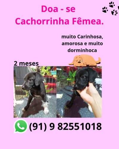Doa-se cachorrinha fêmea .