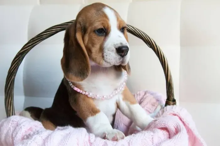 ?Beagle filhotes disponíveis - preço especial?