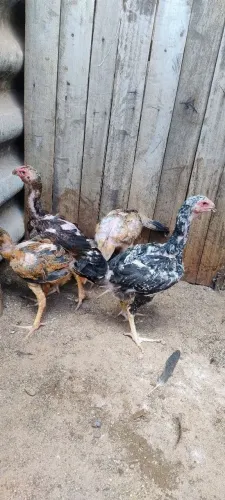 Frango Índio Gigante