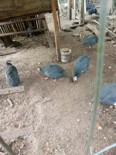 Angolistas