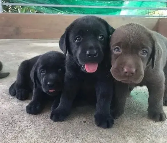 Filhote Labrador Macho Muito Carinhoso