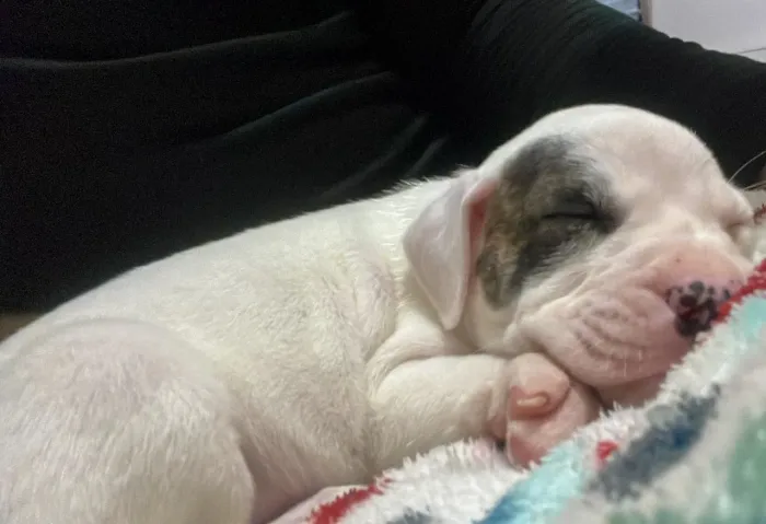 Filhote puro fêmea de Pitbull 