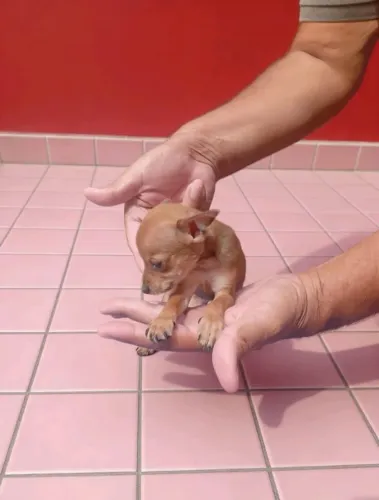 Pinscher Zero Macho Miniatura
