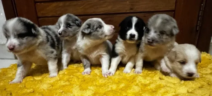 Border collie com pedigree CBKC - filhote puro