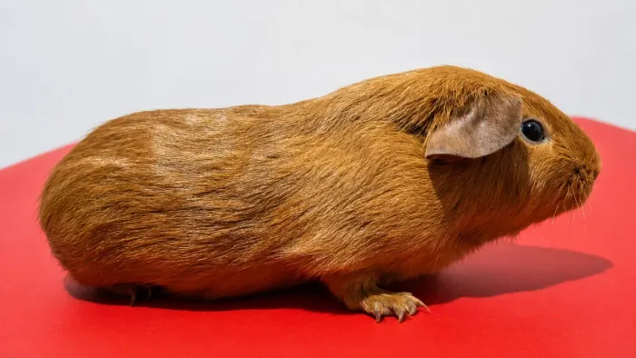 Porquinho da india self dourado Femea