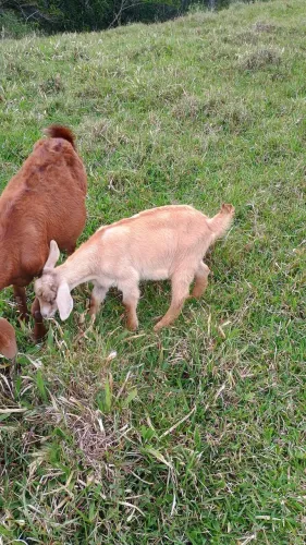 Vende-se BODINHO de 3 meses