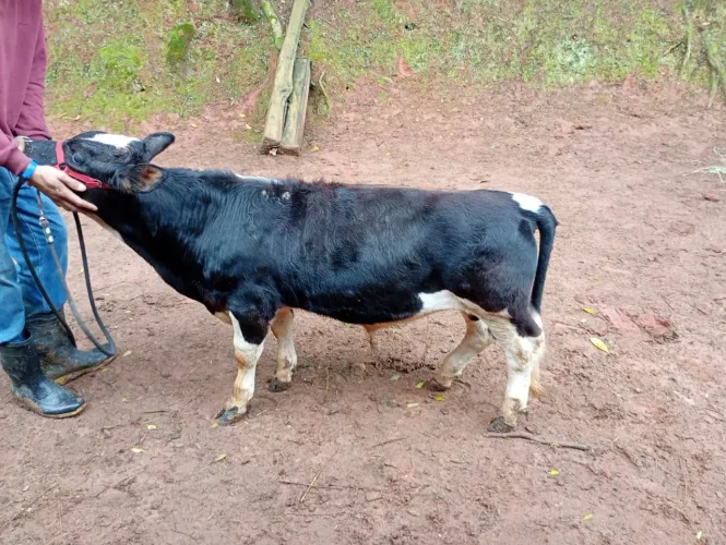 Mini touro a venda, 1 ano