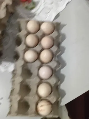 Ovos galados galo Dom Pedrito vepo