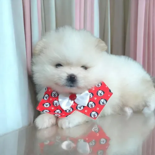 Spitz Alemão anão machinho