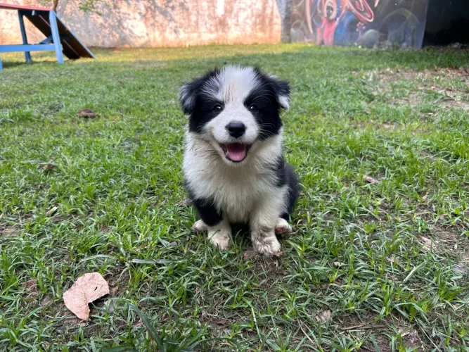 Filhote de Border Collie