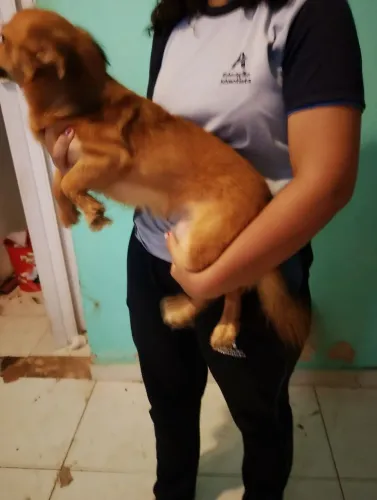 Animais para doação 