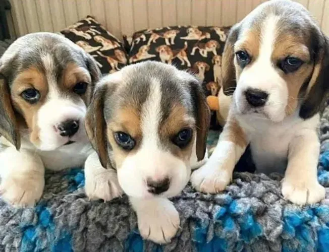 Beagle Filhotes Tricolores Premiados.
