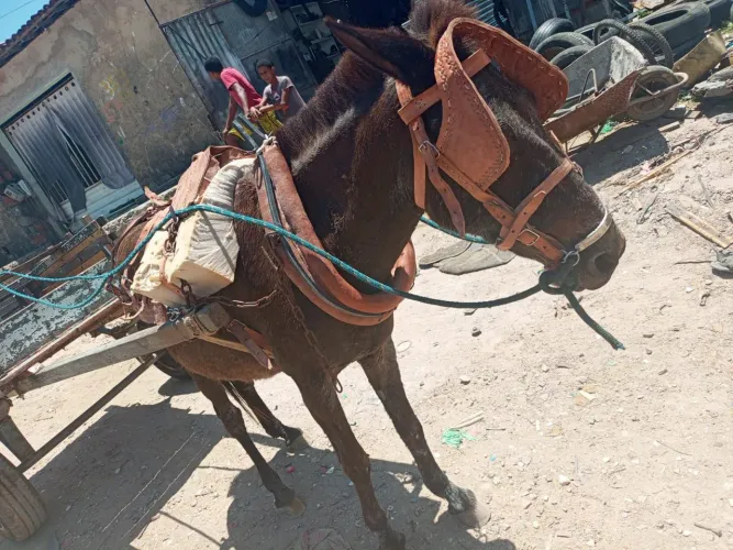 Vendo burro em carrosado no precinho