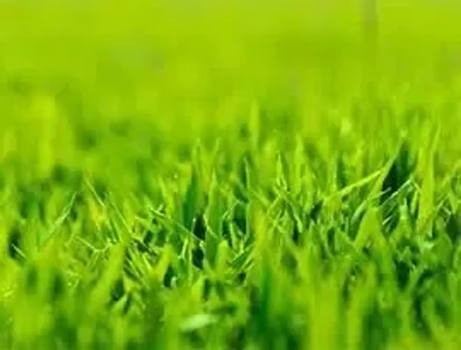 Terreno próximo ao museu da Guaicurus 