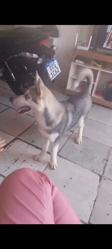 Estou doando os dois cachorros juntos só mande mensagem quem tiver interesse