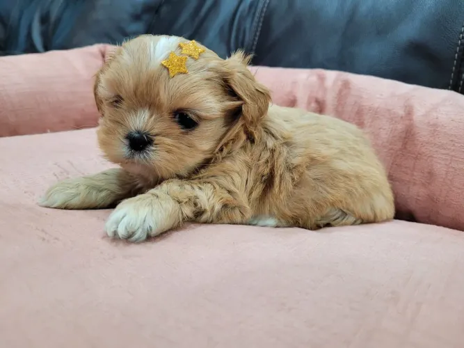 Shih Tzu lindos !