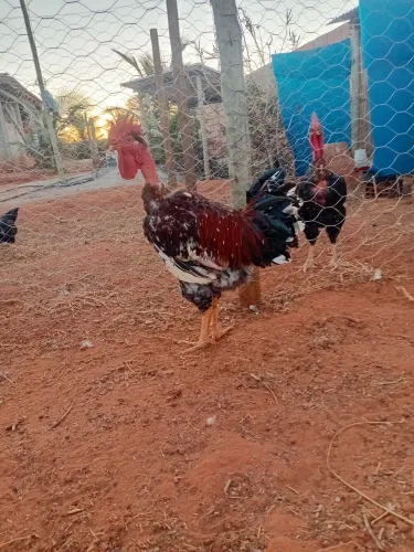 Pintinhos GSB galinha balão sertaneja