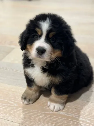 Bernese Mountain Dog Filhote Uma Companhia Para Encher Seu Lar de Alegria