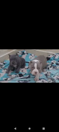 American Bully pocket
