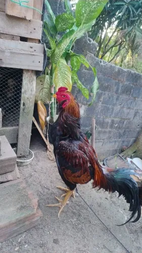 Vendo galo de raça e galinha com pintadinha