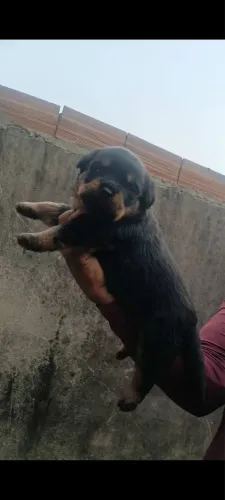 Rottweiler macho e fêmea