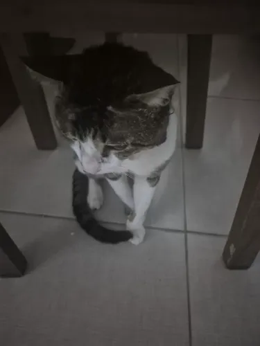 Gatinho pra doação