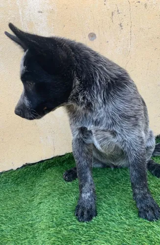 Blue heeler femeas (boiadeiro australiano)