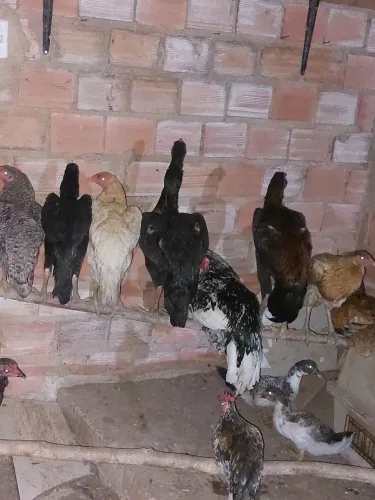 Galinhas pintinhos 