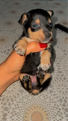 Cachorro